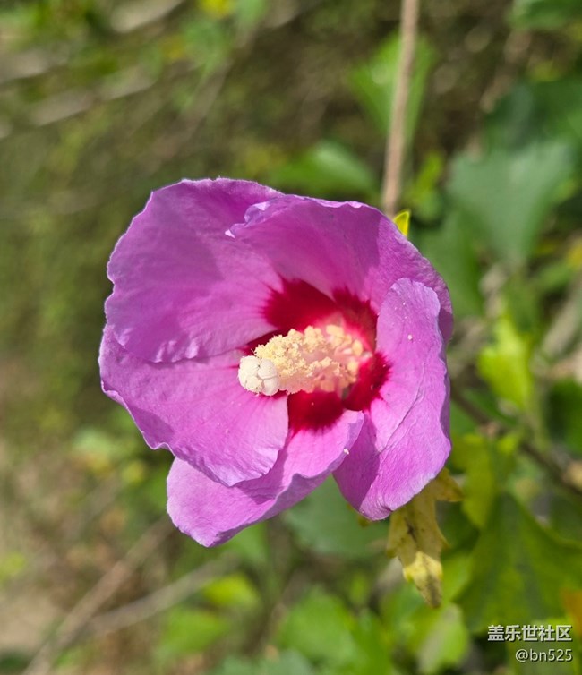 【秋意調(diào)色盤】秋天的花