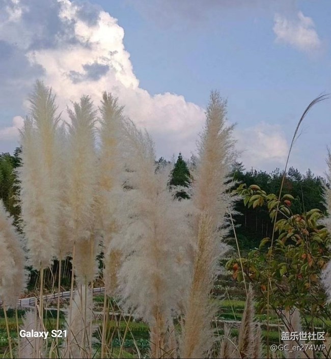 【拾秋鏡畫】秋日