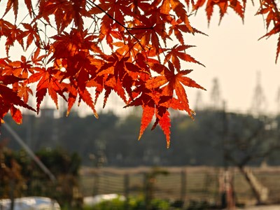 【秋日麗影】秋日光影