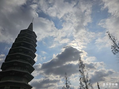 【秋日麗影】九層塔