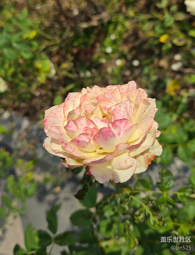 【秋意調(diào)色盤】秋天的花