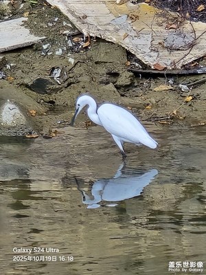 【秋日麗影】又見白鷺覓食忙 B