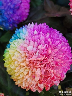 【秋日麗影】七彩菊花