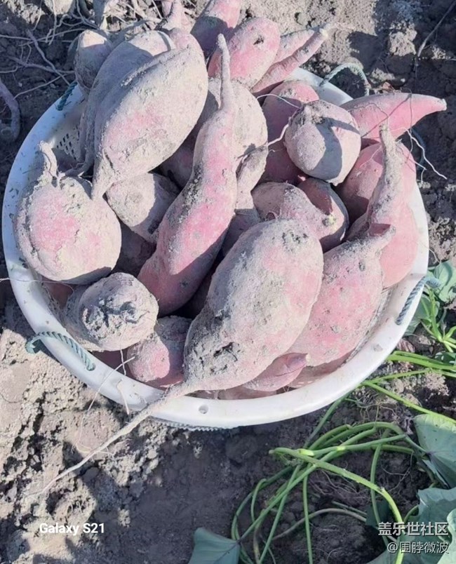 【拾秋鏡畫】秋實