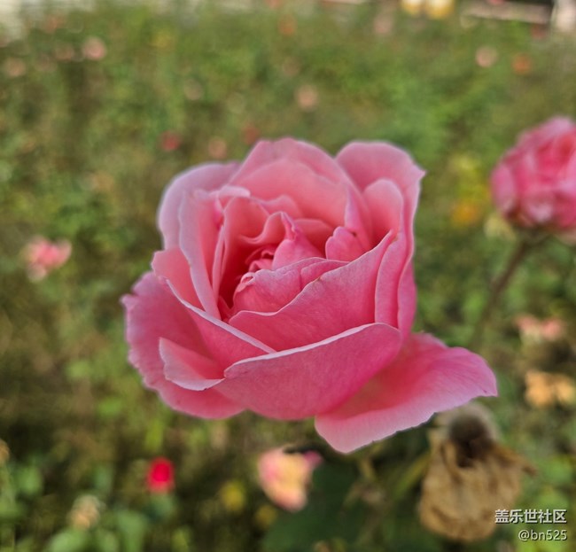 【秋意調(diào)色盤】秋天的花