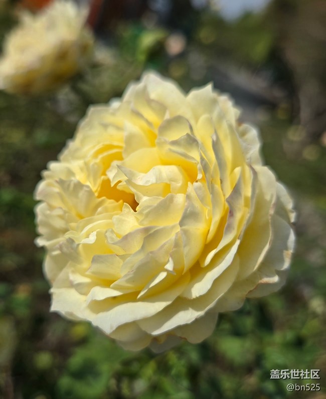 【秋意調(diào)色盤】秋天的花