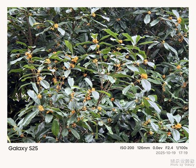 《節(jié)日盛景》—鏡框下的節(jié)假日