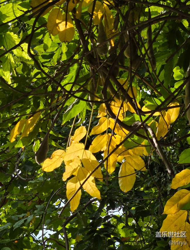 【秋影拾光】秋日掠影