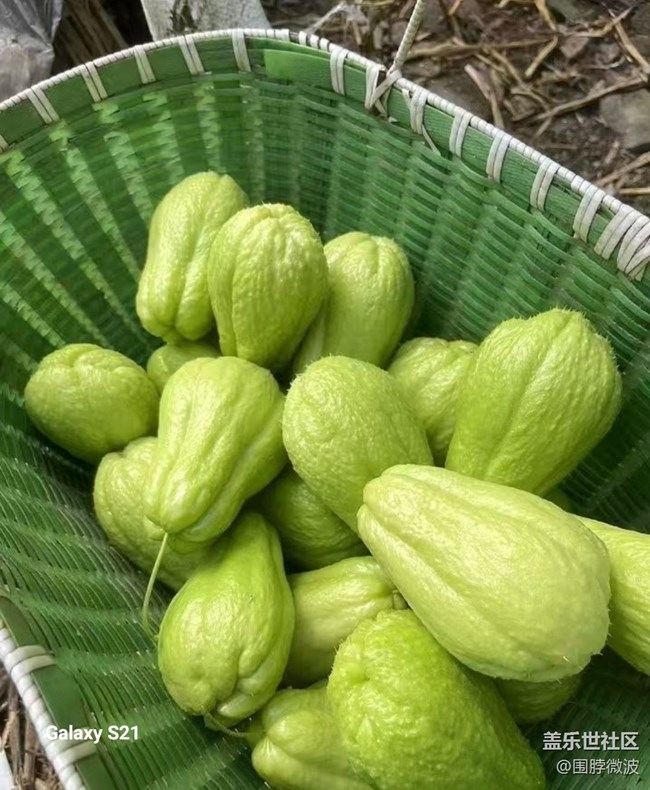 【拾秋鏡畫】秋實