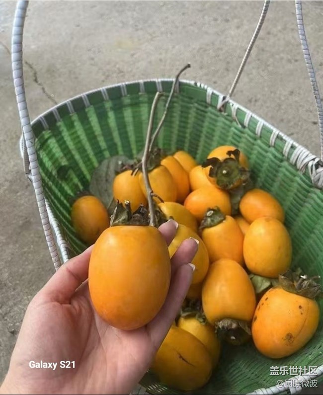 【拾秋鏡畫】秋實