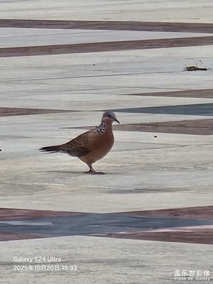 【秋日麗影】野鴿子???