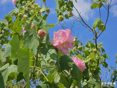 【秋日麗影】公園秋意