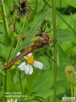 【秋日麗影】隨拍分享