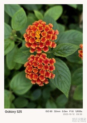 【秋日麗影】+秋日花朵