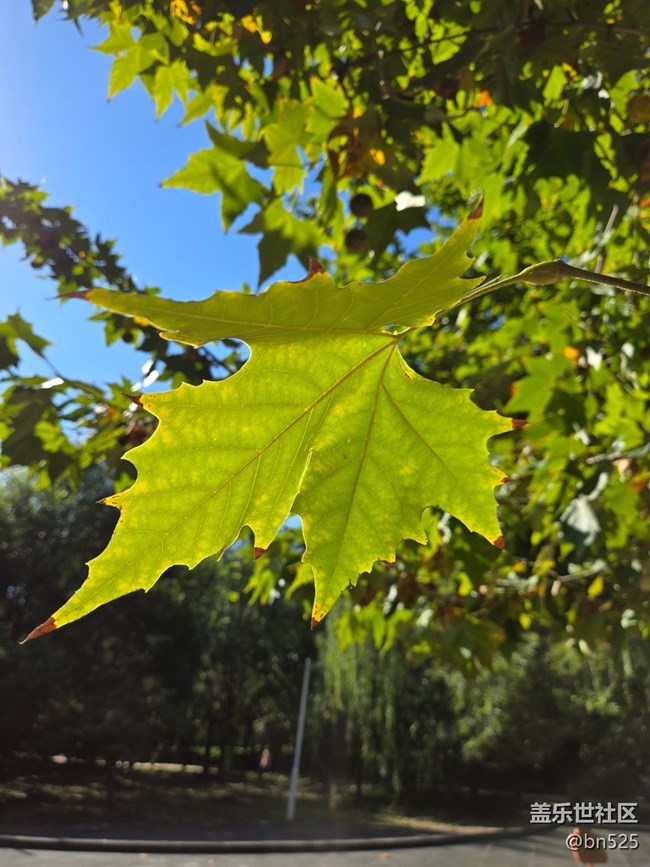 【秋影拾光】秋日陽(yáng)光