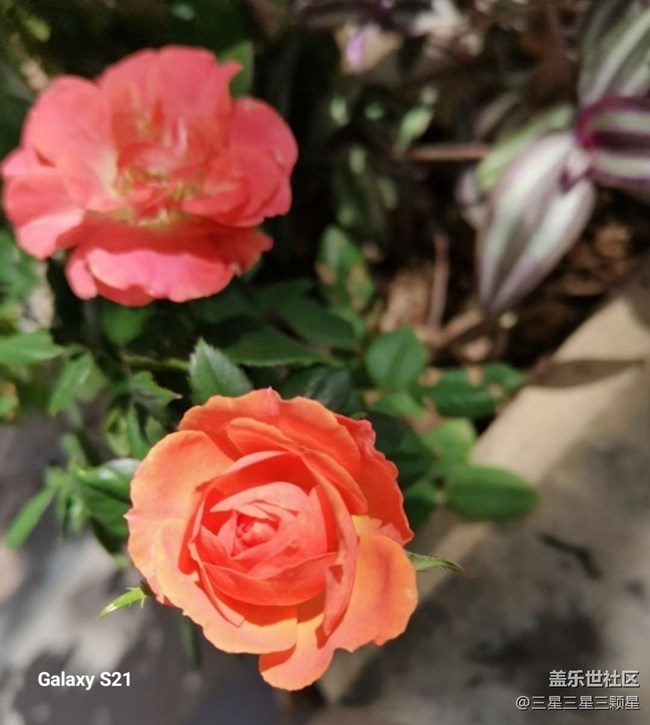 【拾秋鏡畫】賞花季