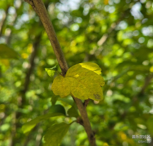 【秋影拾光】秋日陽(yáng)光