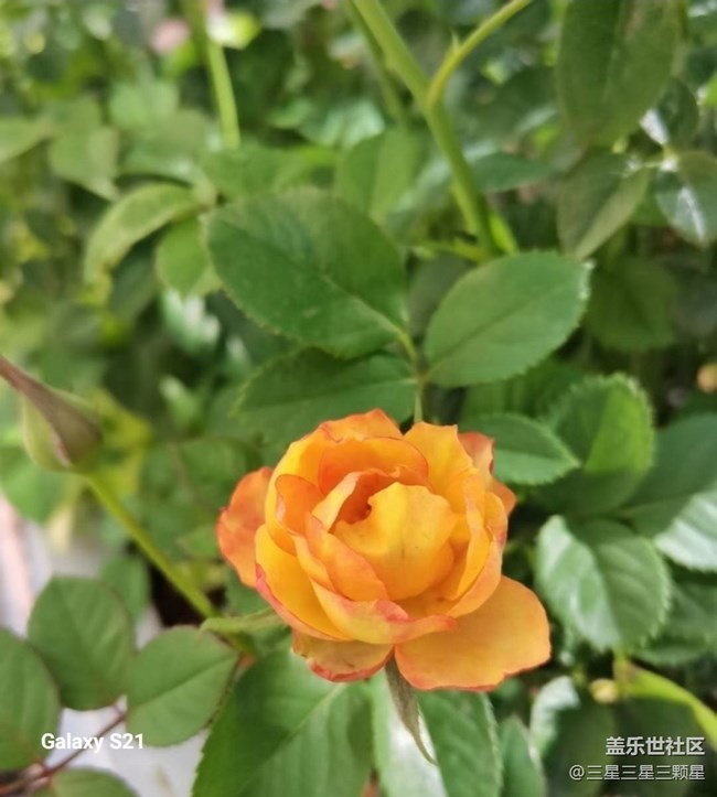 【拾秋鏡畫】賞花季