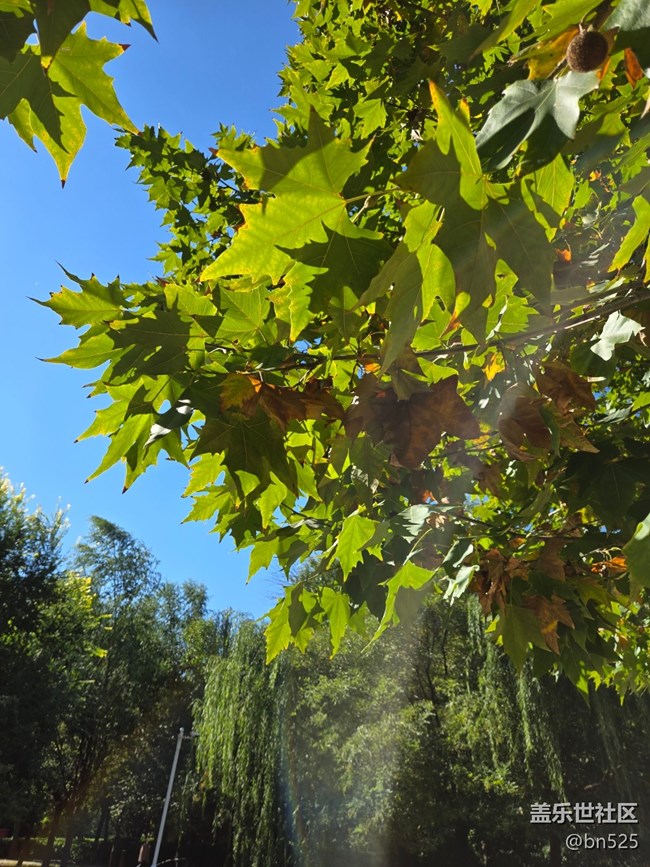 【秋影拾光】秋日陽(yáng)光