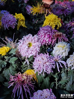 【秋日麗影】五彩斑斕的秋日