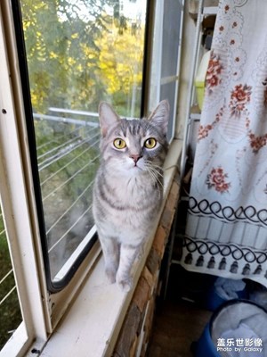 小貓來搗亂