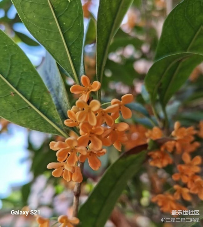 【拾秋鏡畫】賞花季