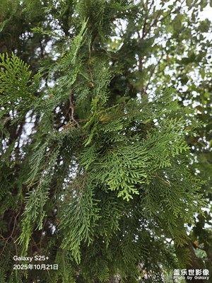 【秋日麗影】秋日