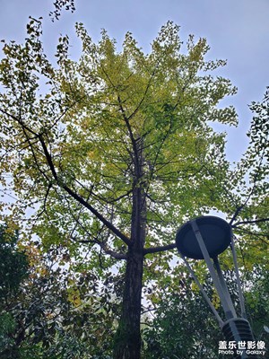 【秋日麗影】+ 寒秋