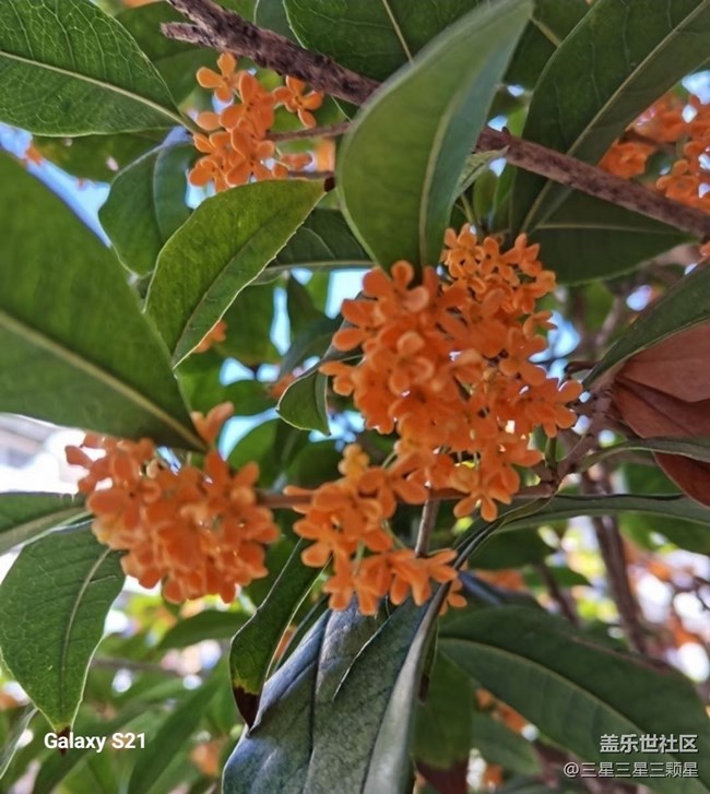 【拾秋鏡畫】賞花季