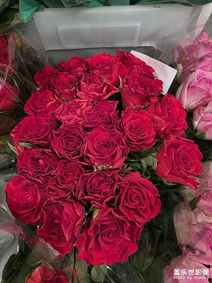 【秋日麗影】+那些花花