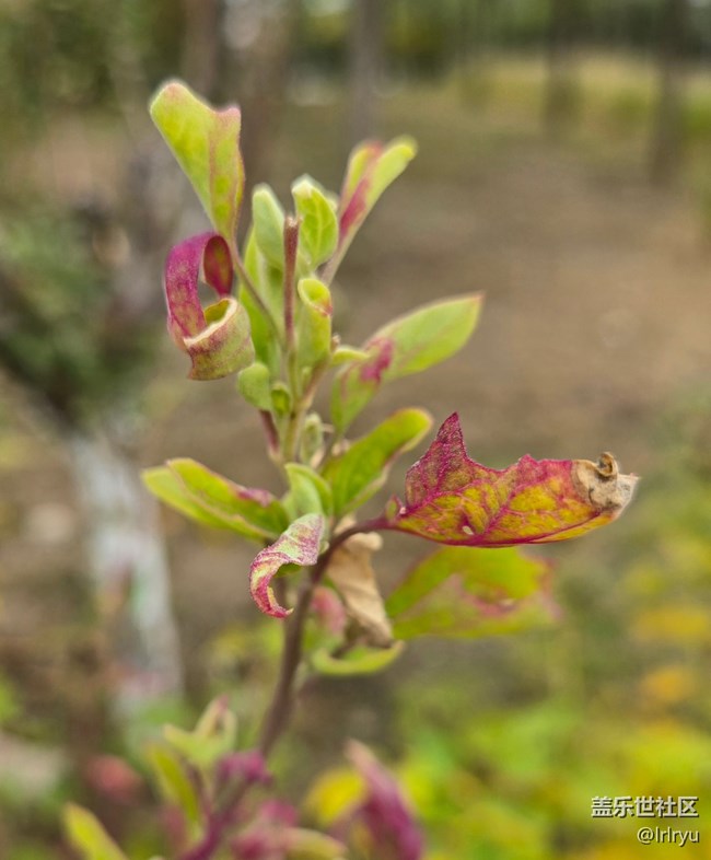 【與秋天合個影】步履間的秋天
