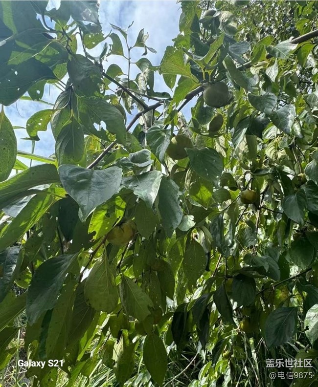 【拾秋鏡畫】摘柿子