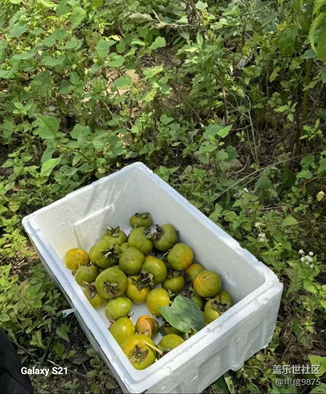 【拾秋鏡畫】摘柿子