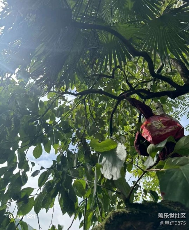 【拾秋鏡畫】摘柿子