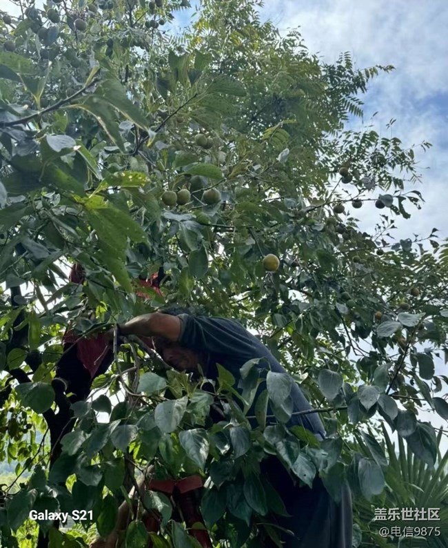 【拾秋鏡畫】摘柿子