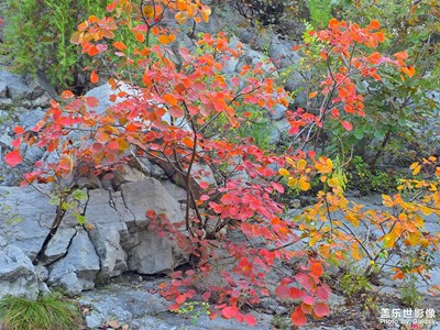 【秋尾拾光】+山林一角