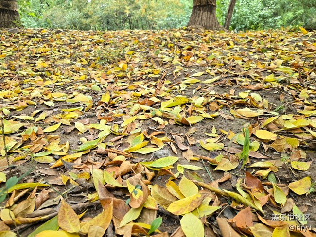 【與秋天合個影】步履間的秋天