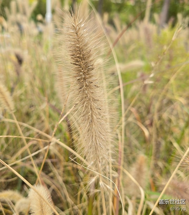 【與秋天合個影】步履間的秋天
