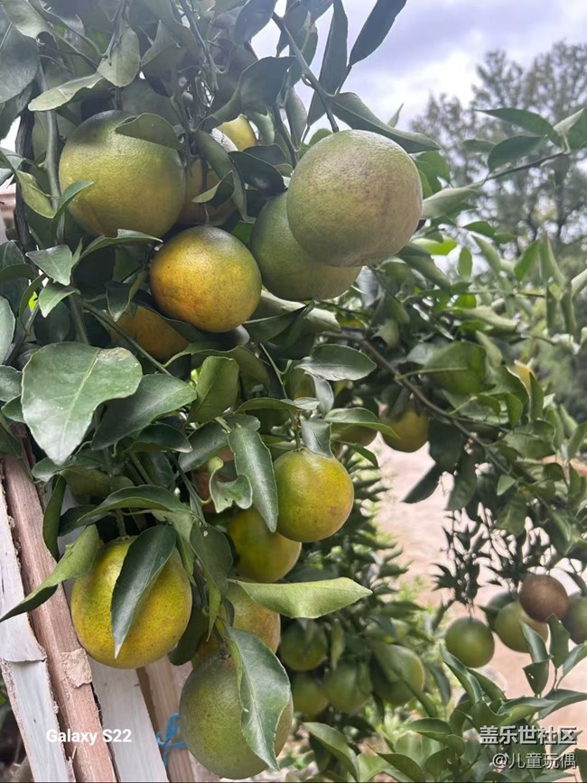 【拾秋鏡畫】農(nóng)家小院