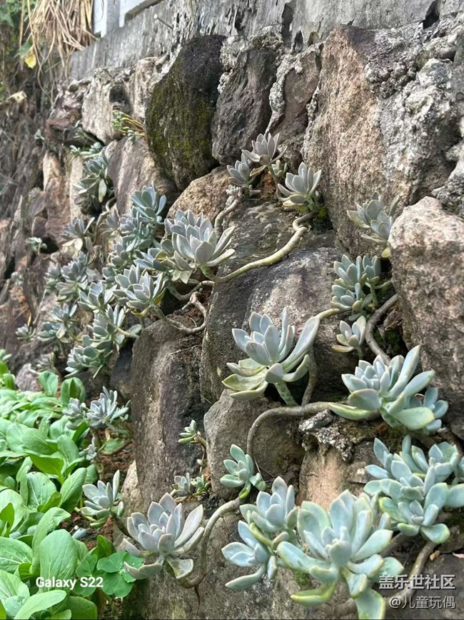 【拾秋鏡畫】農(nóng)家小院