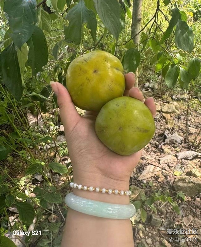 【拾秋鏡畫】摘柿子