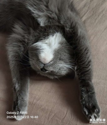 【秋尾拾光】灰寶溫柔的夢囈