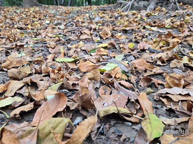 【與秋天合個影】步履間的秋天
