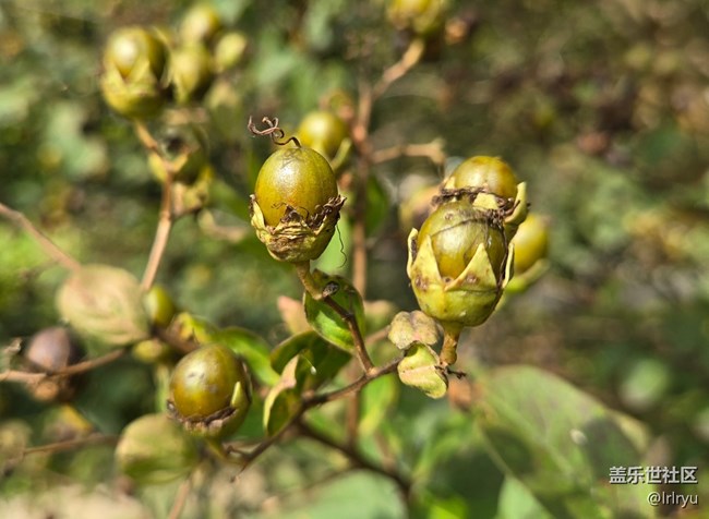 【與秋天合個影】秋實點點