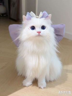 仙女貓貓喲～