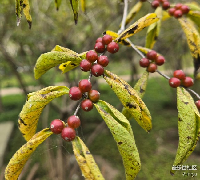 【與秋天合個影】秋實點點
