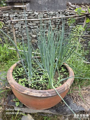 【秋尾拾光】鄉(xiāng)下綠植