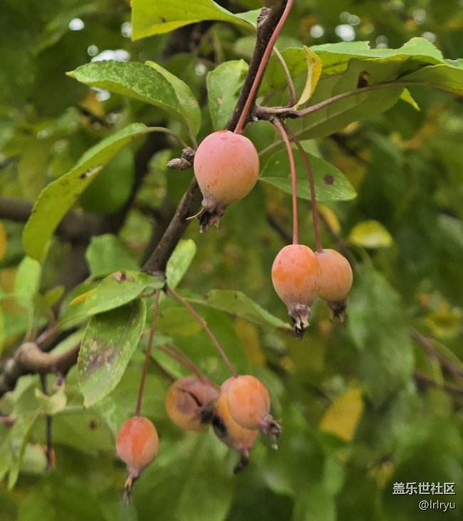 【與秋天合個影】秋實點點