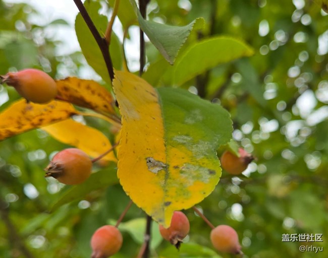 【與秋天合個影】秋實點點