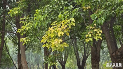 【秋尾拾光】清淺秋色